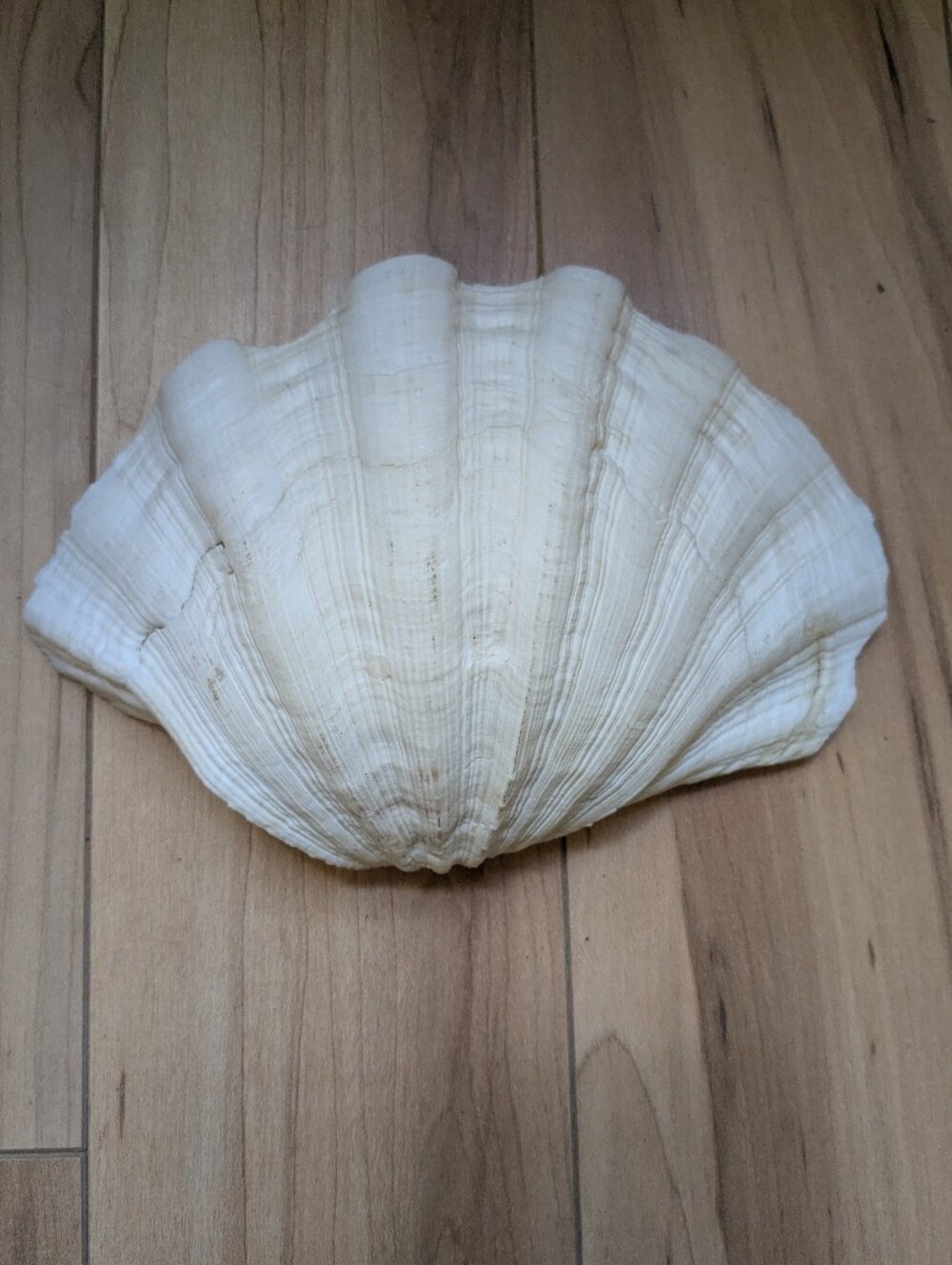 Vintage Giant Clam Sea Shell Tridacna Gigas 6"X8" Scalloped Natural